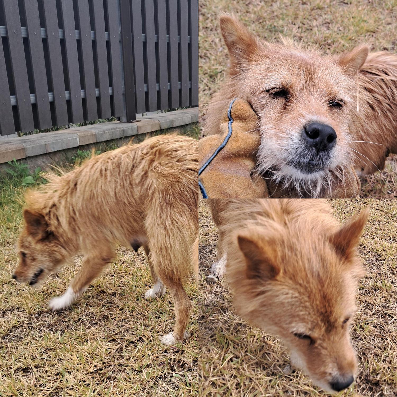 경주동물사랑보호센터_447505202501568