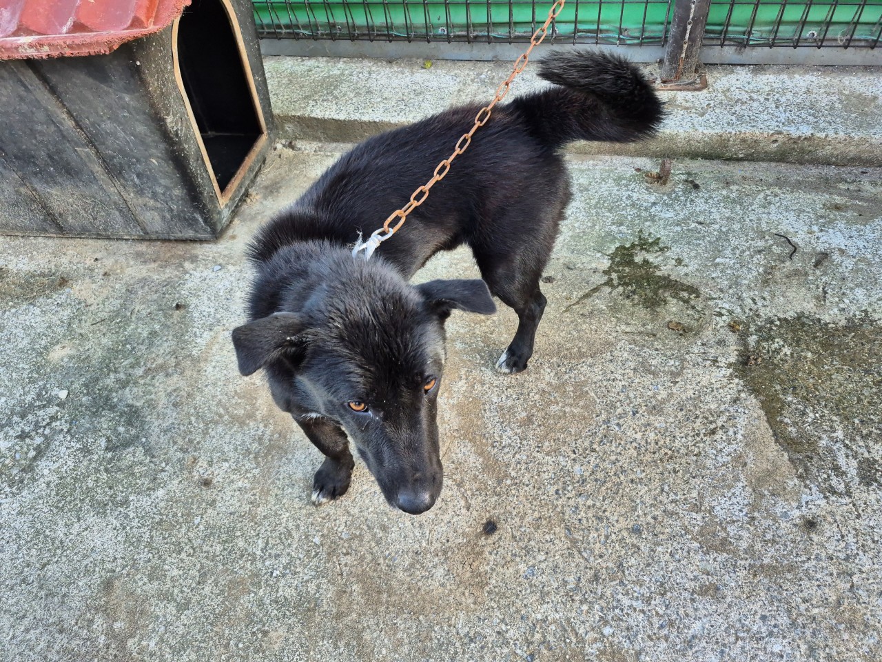 산청동물보호센터_448545202500382