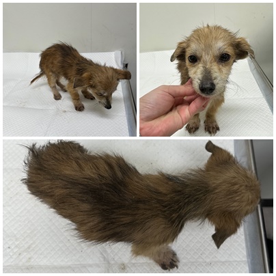 논산시 동물보호센터_444454202501078