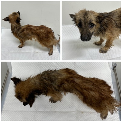 보호중 믹스견의 가…