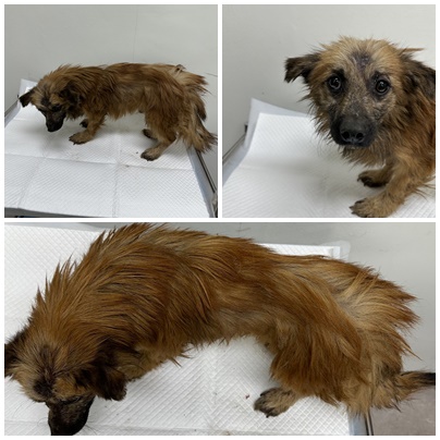 보호중 믹스견의 가…