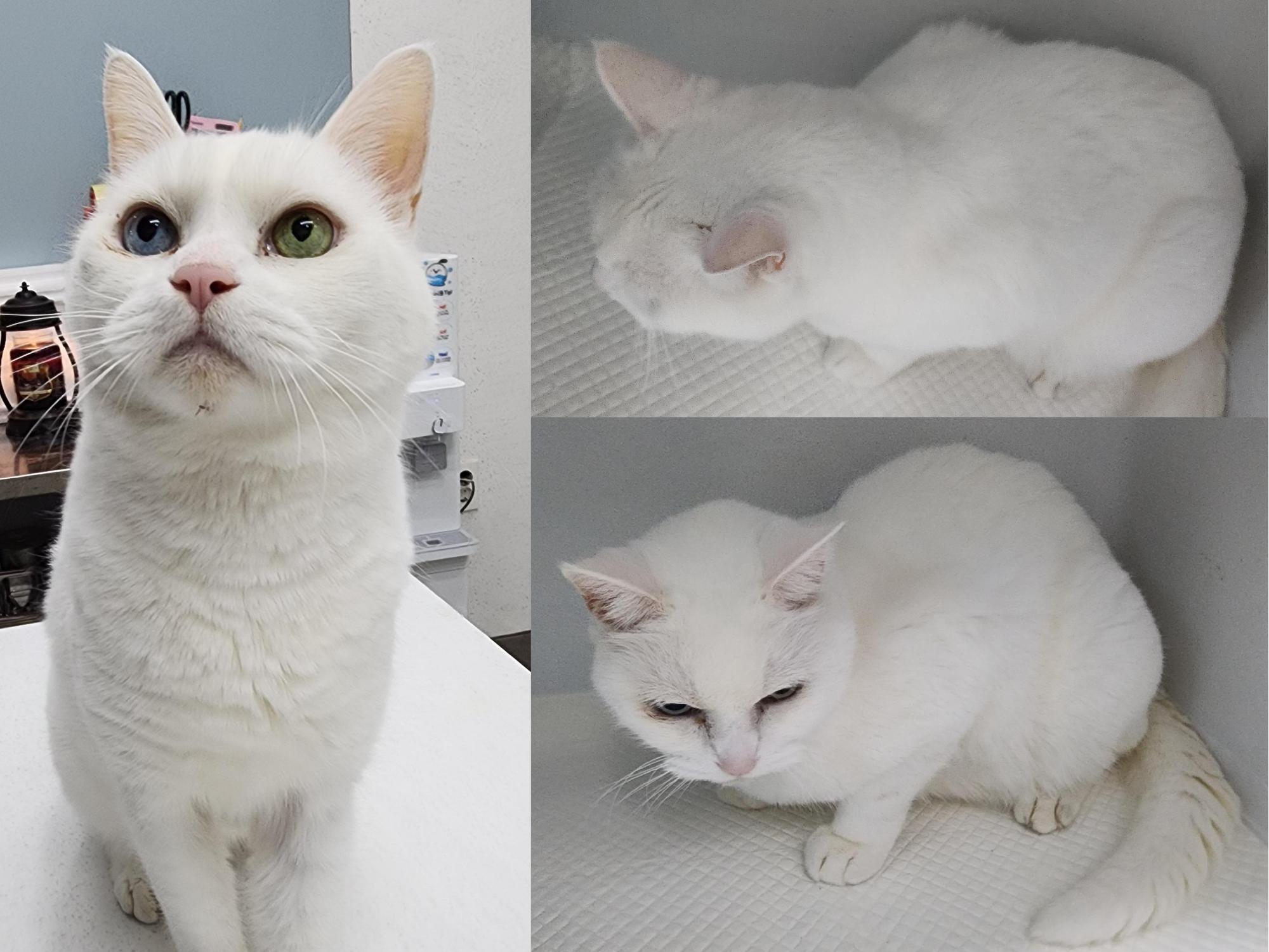 서산시 동물보호센터_444453202501317