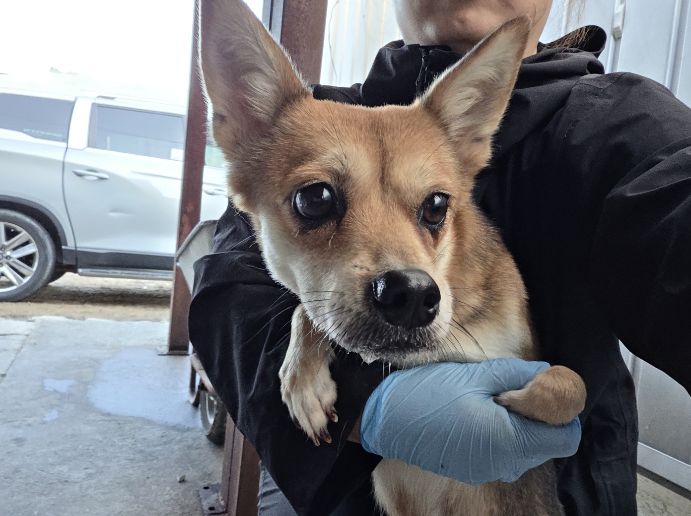 한국야생동물보호협회_441402202500631