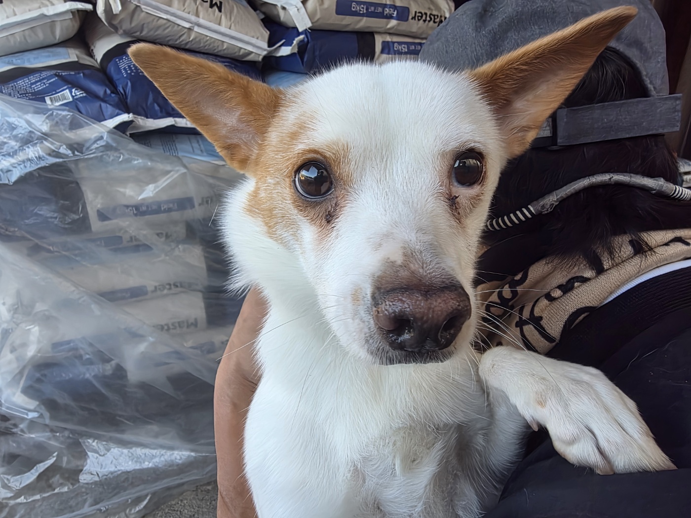 종료(반환) 믹스견…