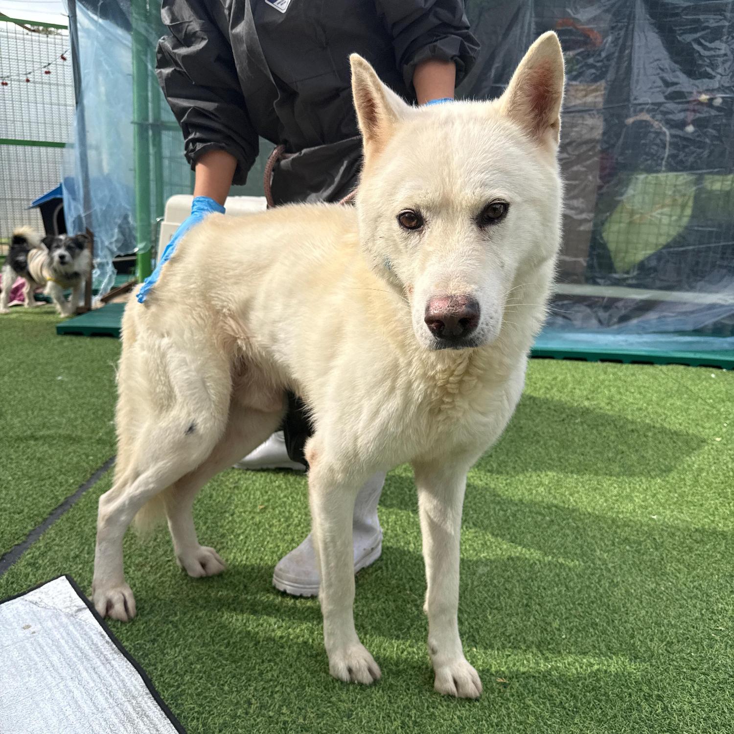 울산유기동물보호센터_431370202500892