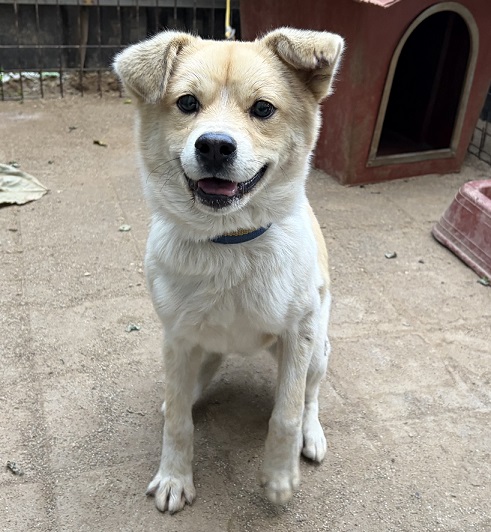 보호중 믹스견의 가…