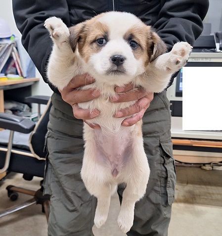 양구군유기동물보호소_442432202500137