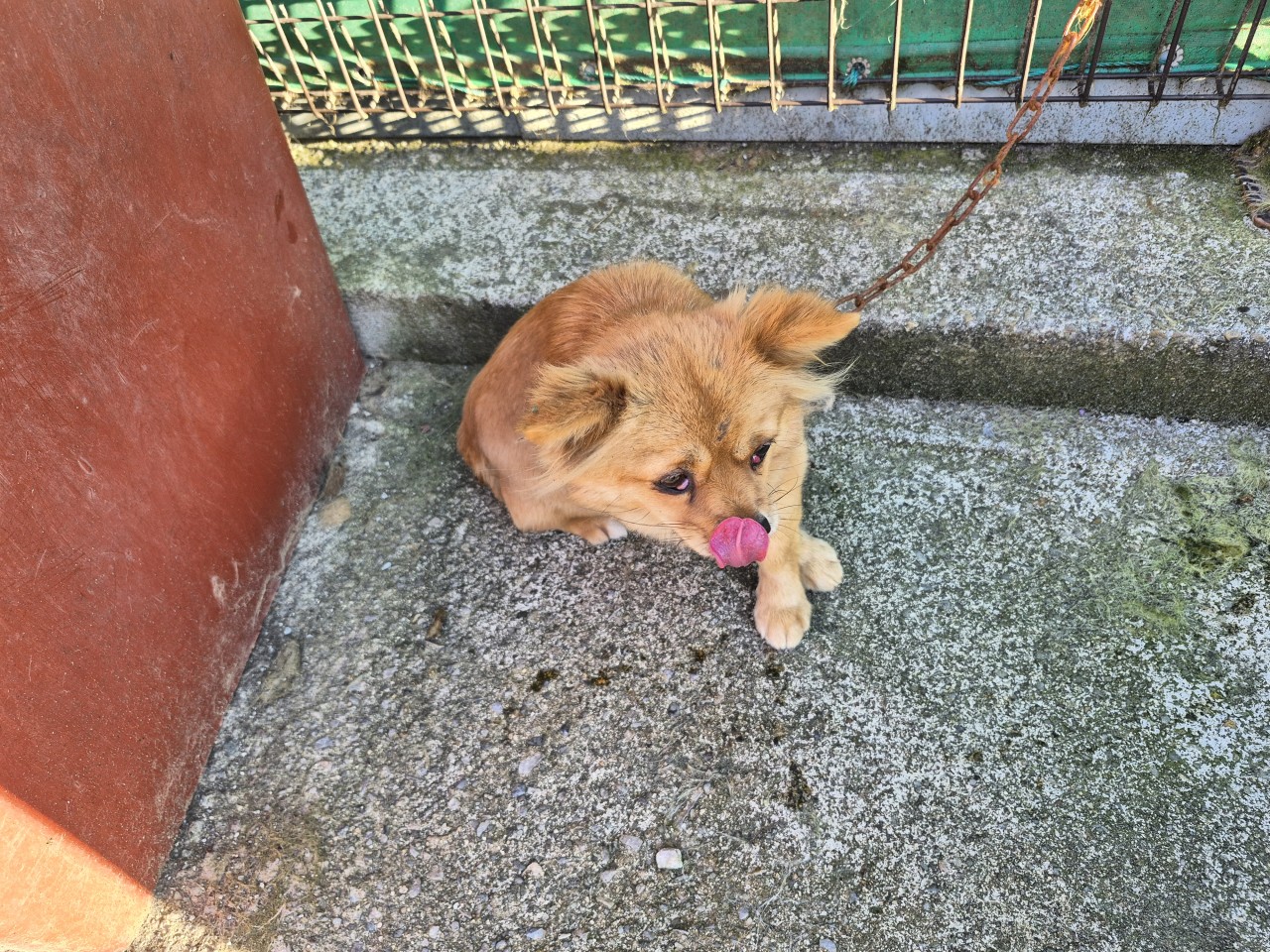 보호중 믹스견의 가…