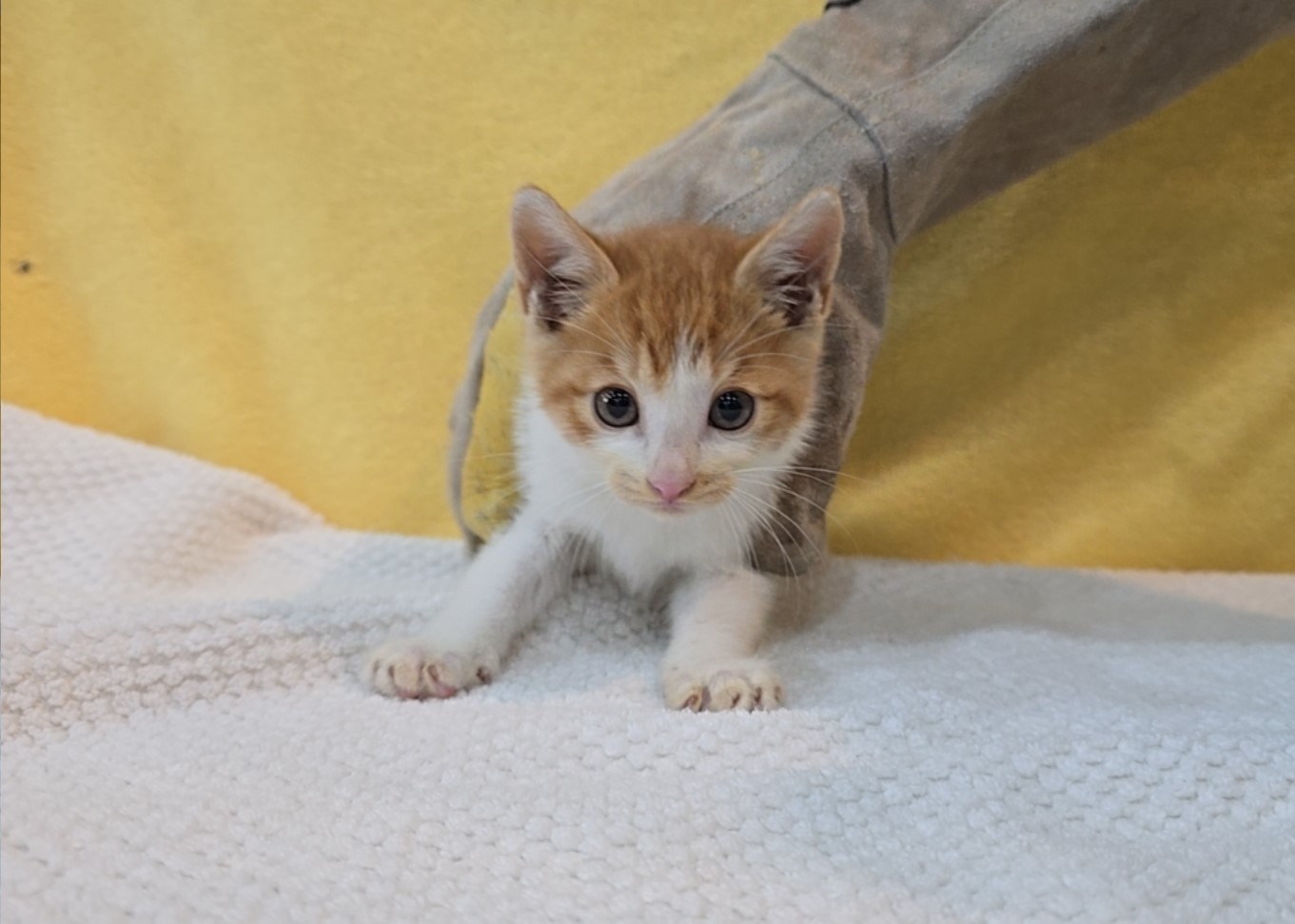 군산유기동물보호센터_445467202502265