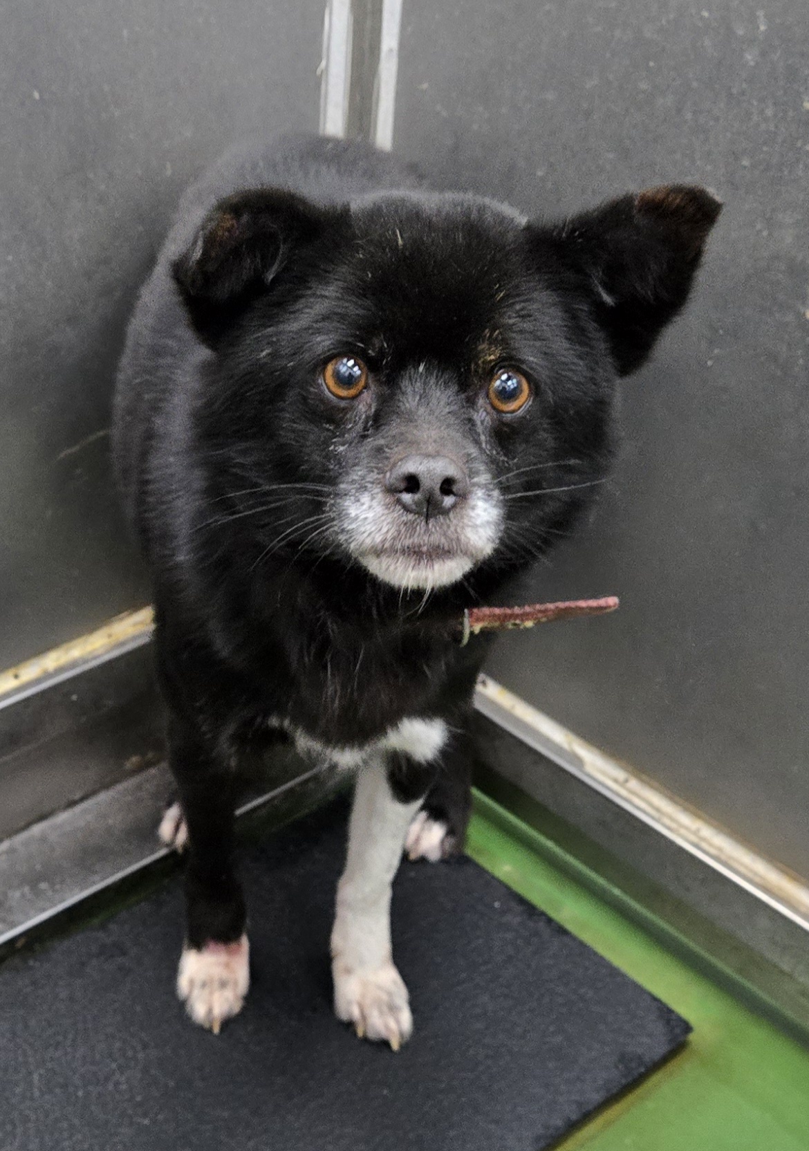 보호중 믹스견의 가…