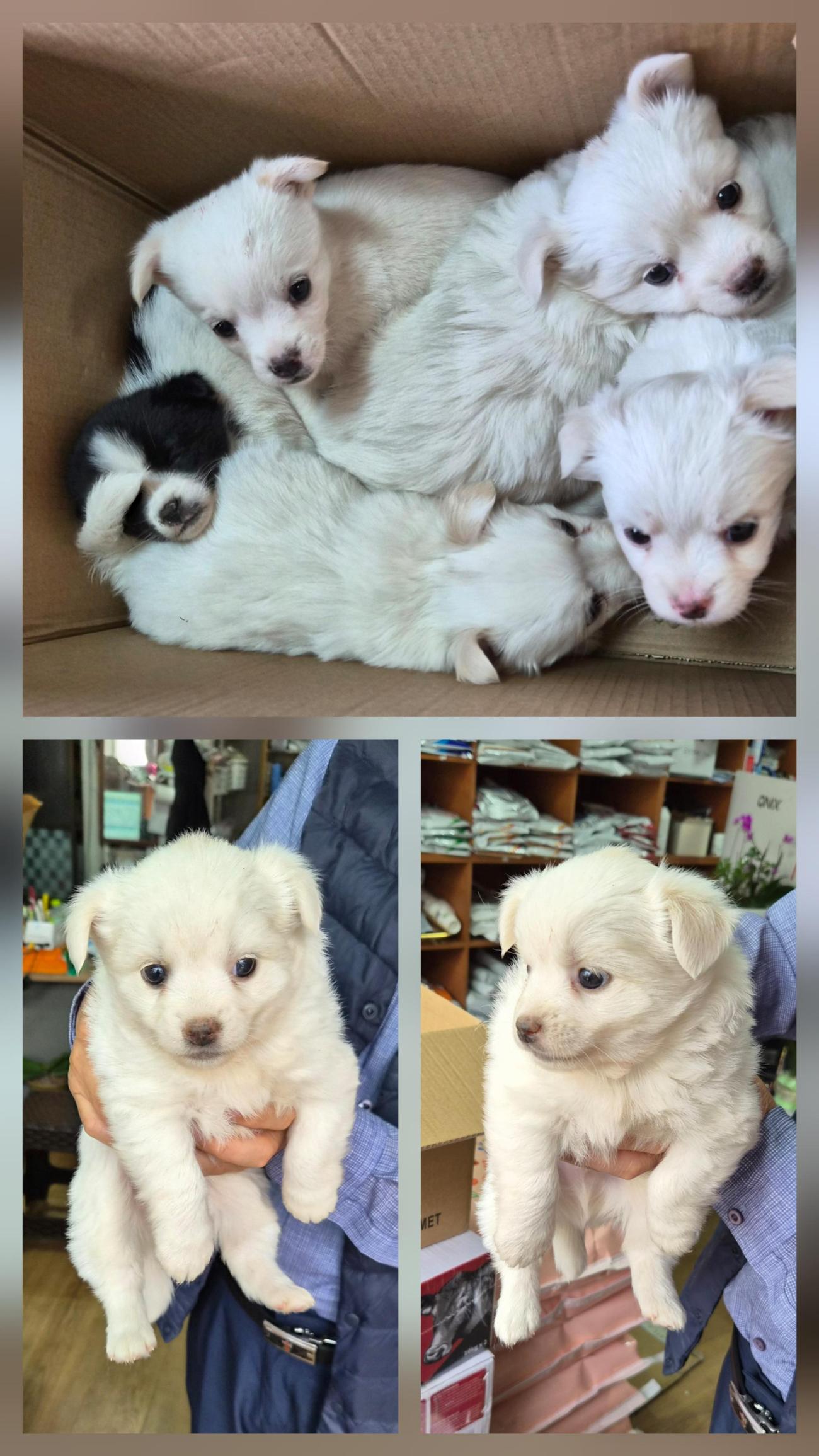 종료(입양) 믹스견…