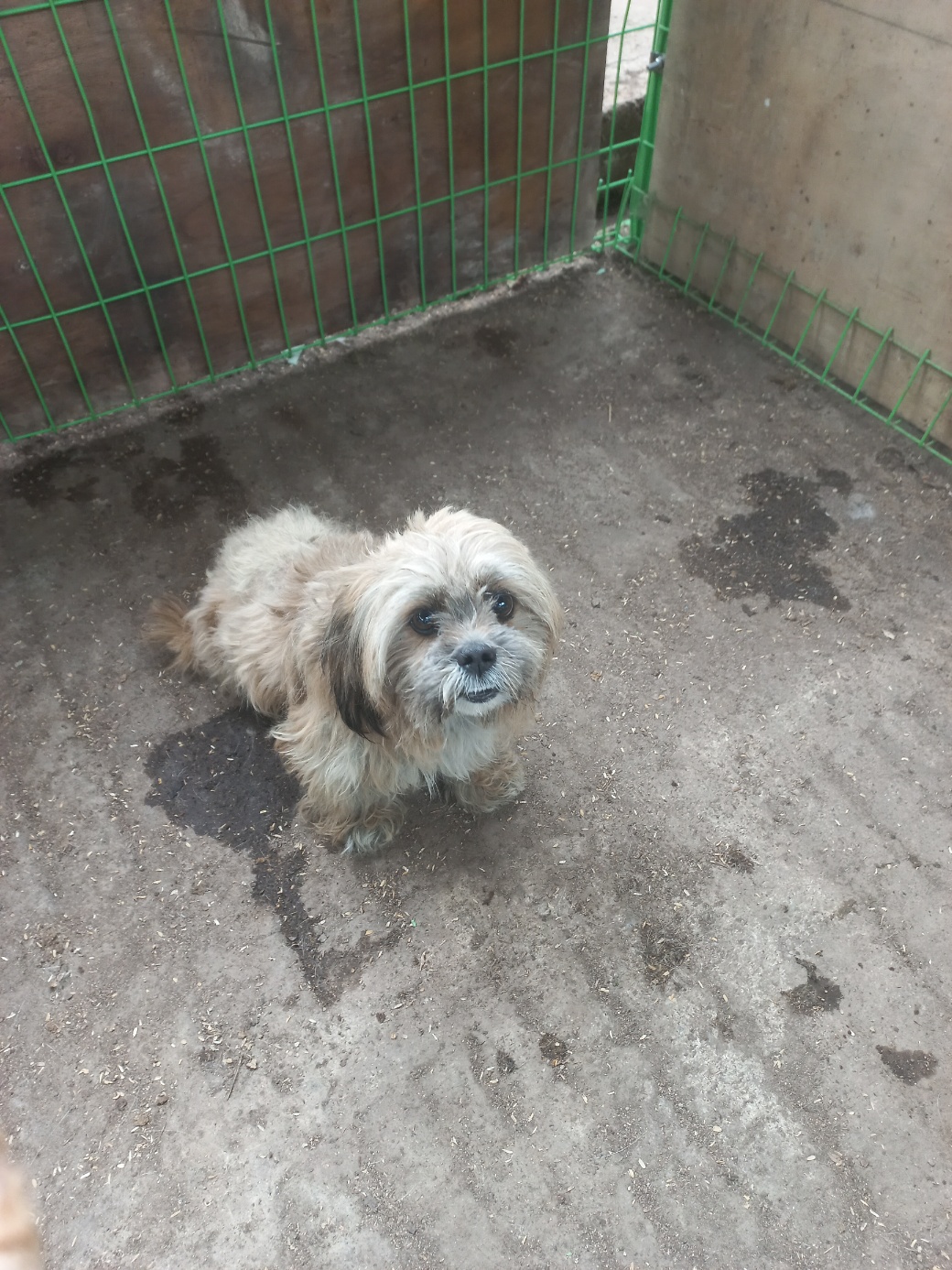 보호중 믹스견의 가…