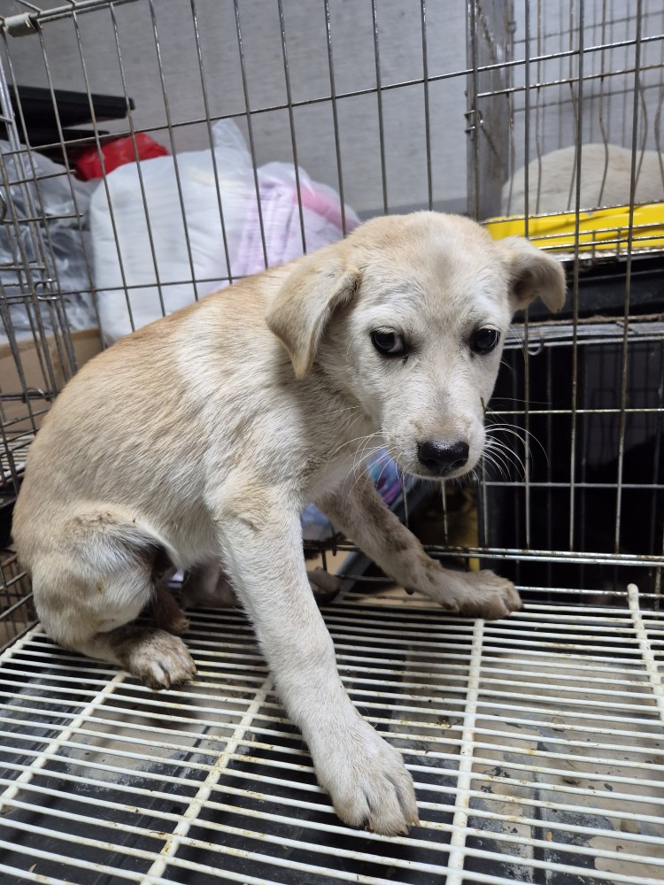 보호중 믹스견의 가…