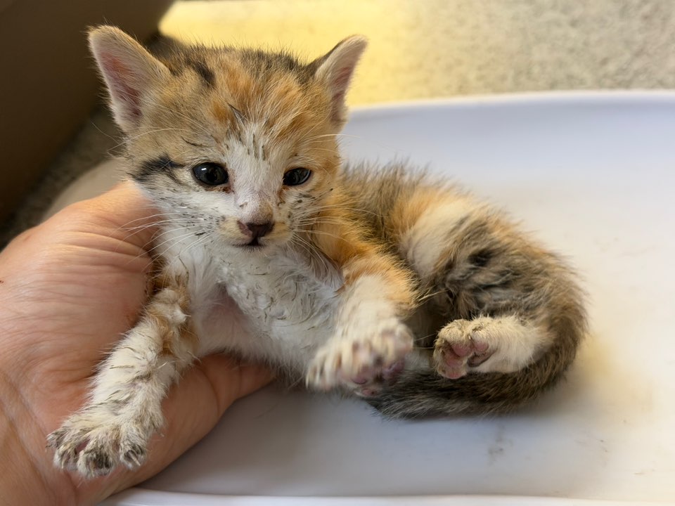 광주동물보호센터_429360202500723