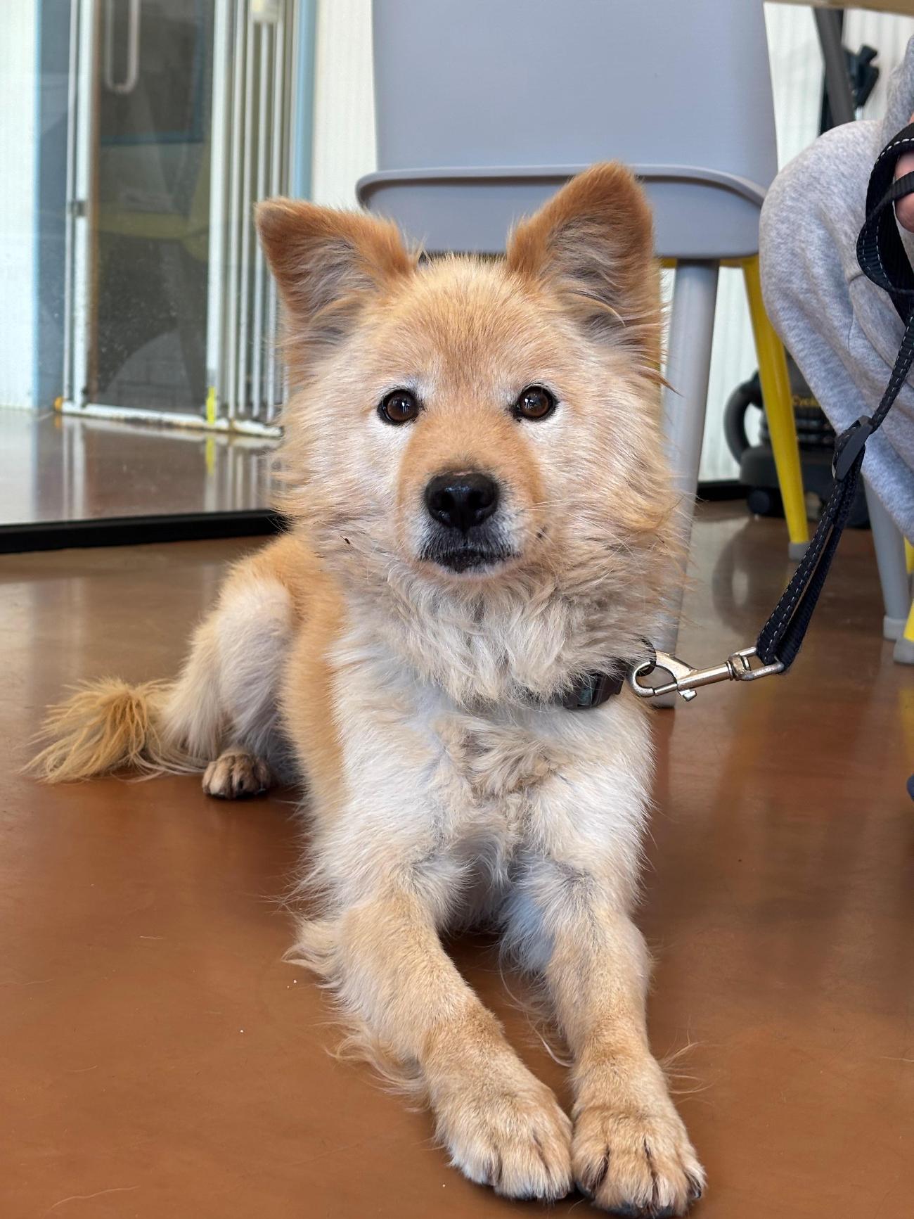 노원반려동물문화센터_411310202500770