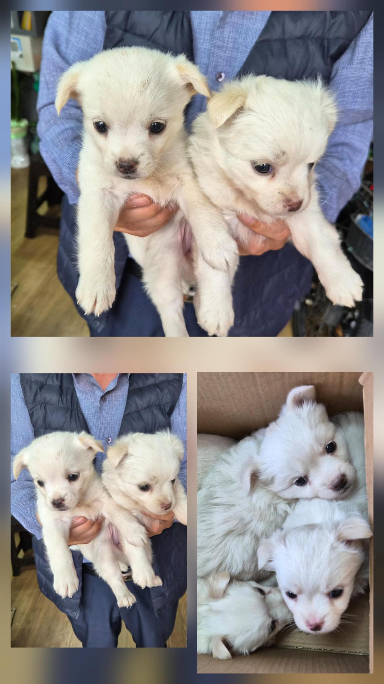 종합축산_447512202500672