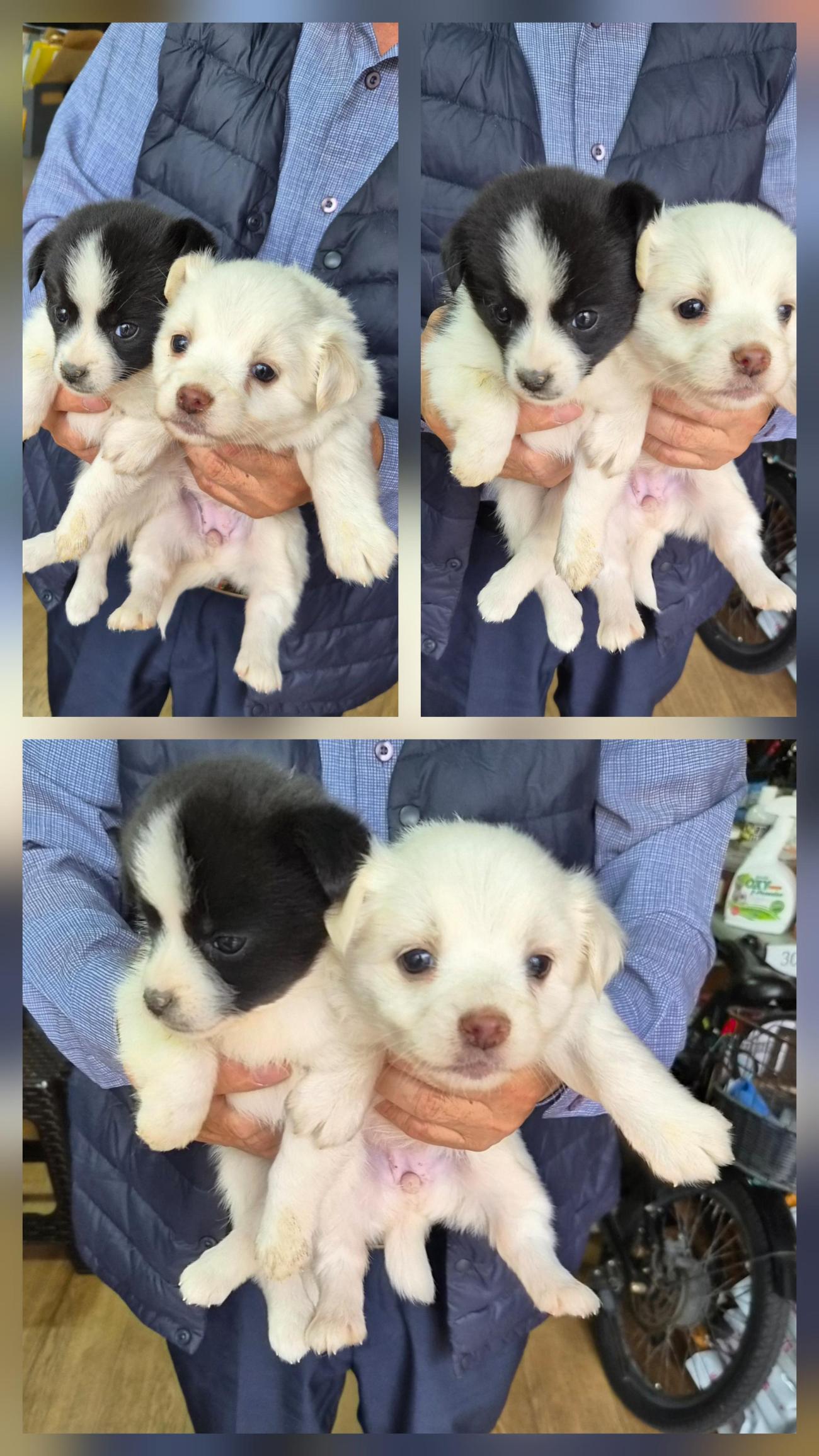 종합축산_447512202500674