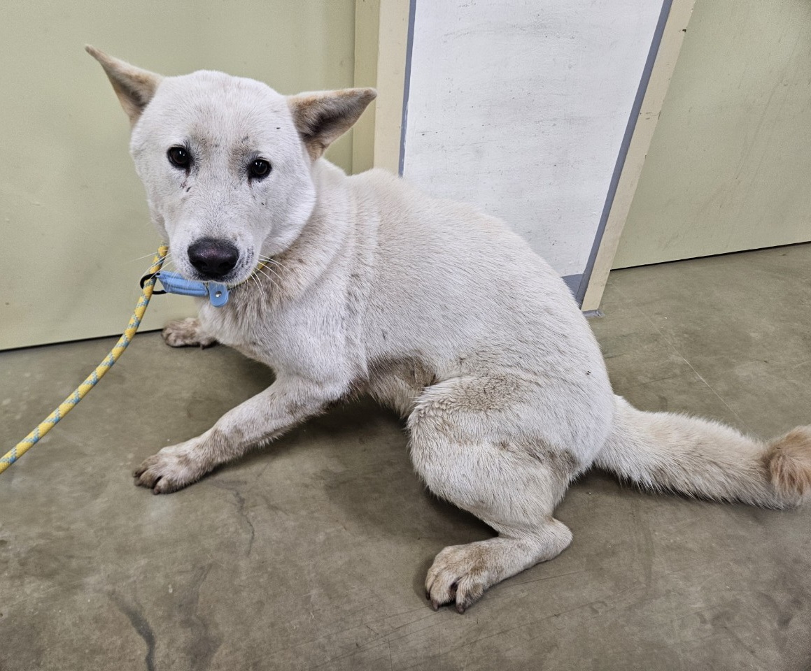 보호중 믹스견의 가…