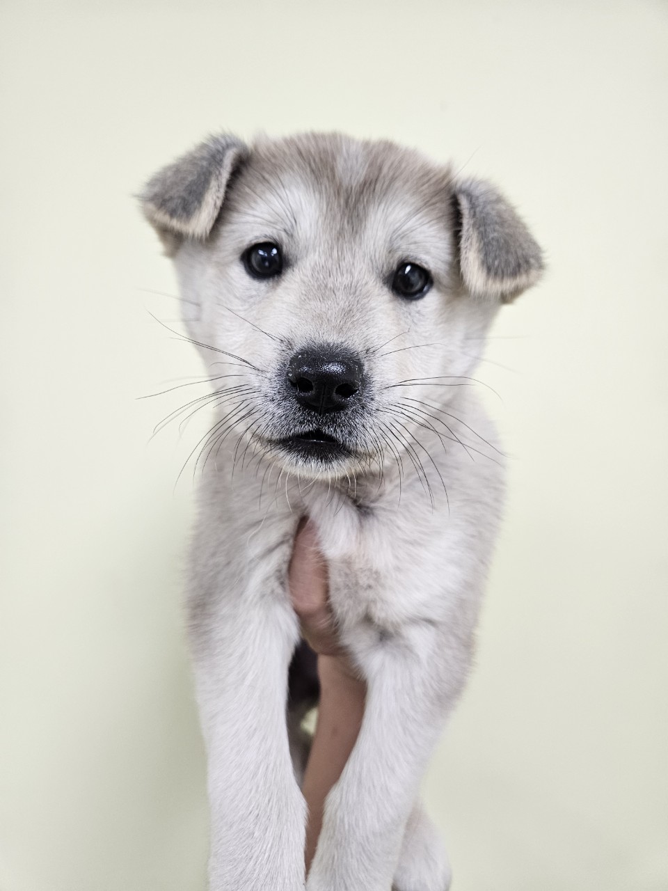 아산동물복지지원센터_444452202502156