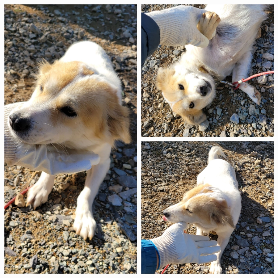 무안군유기동물보호소_446495202500364