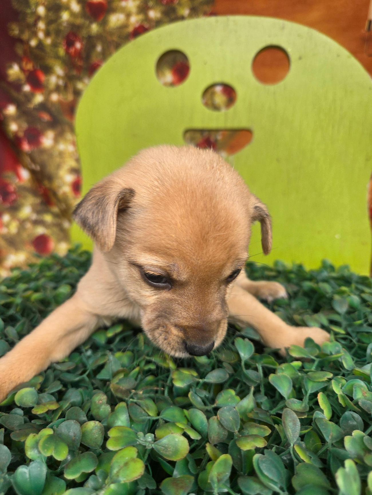 보호중 믹스견의 가…