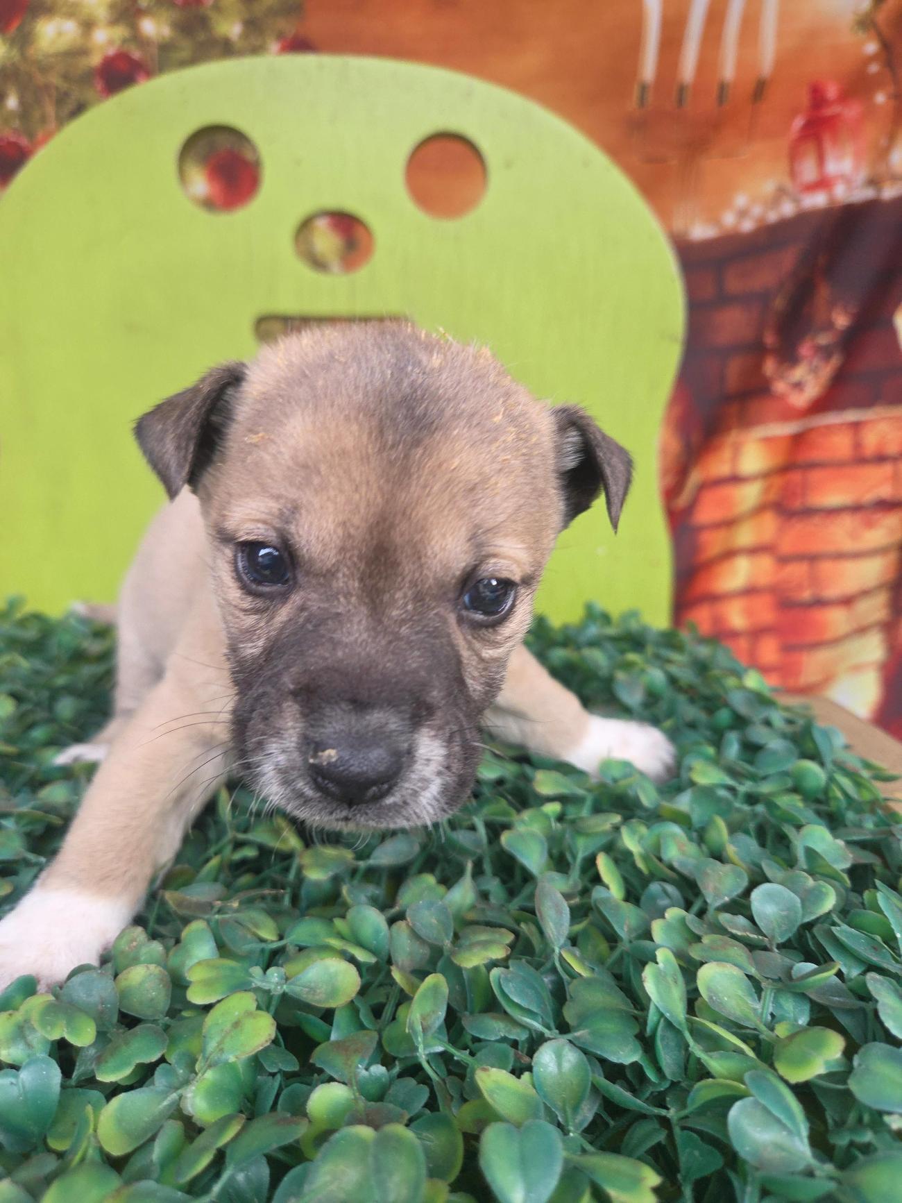 보호중 믹스견의 가…