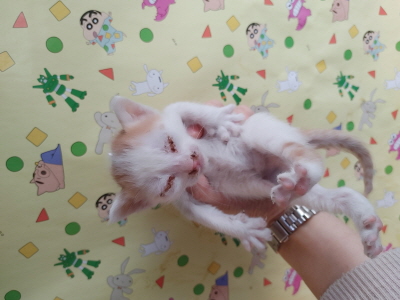 보호중 한국 고양이…