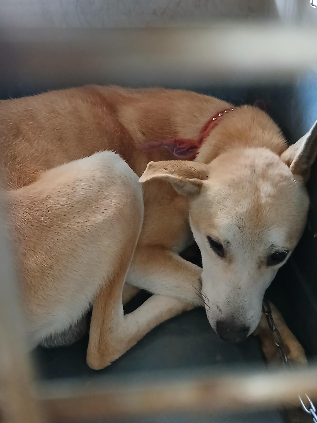 보호중 믹스견의 가…