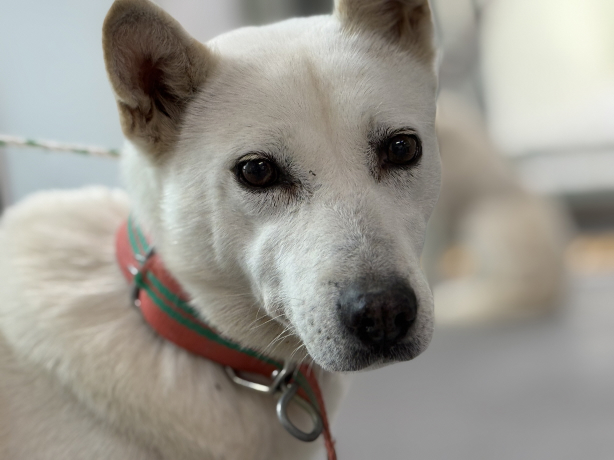 광주동물보호센터_429362202500877