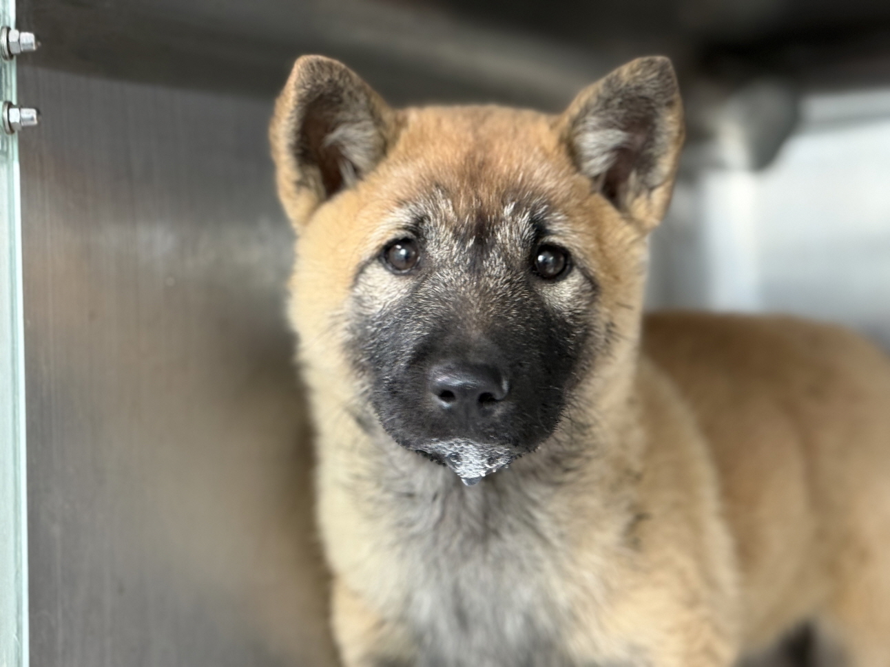 광주동물보호센터_429362202500878