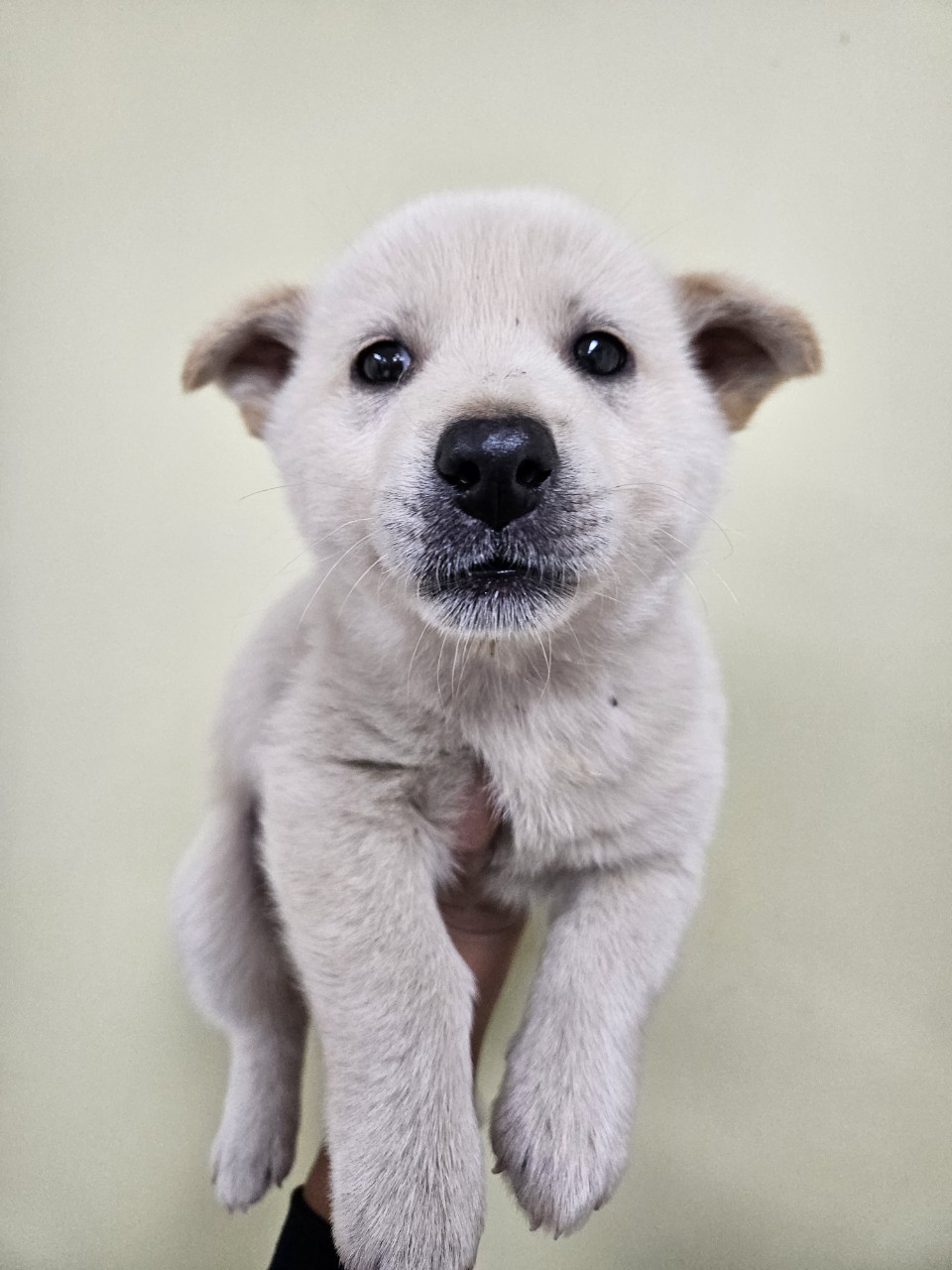 보호중 믹스견의 가…