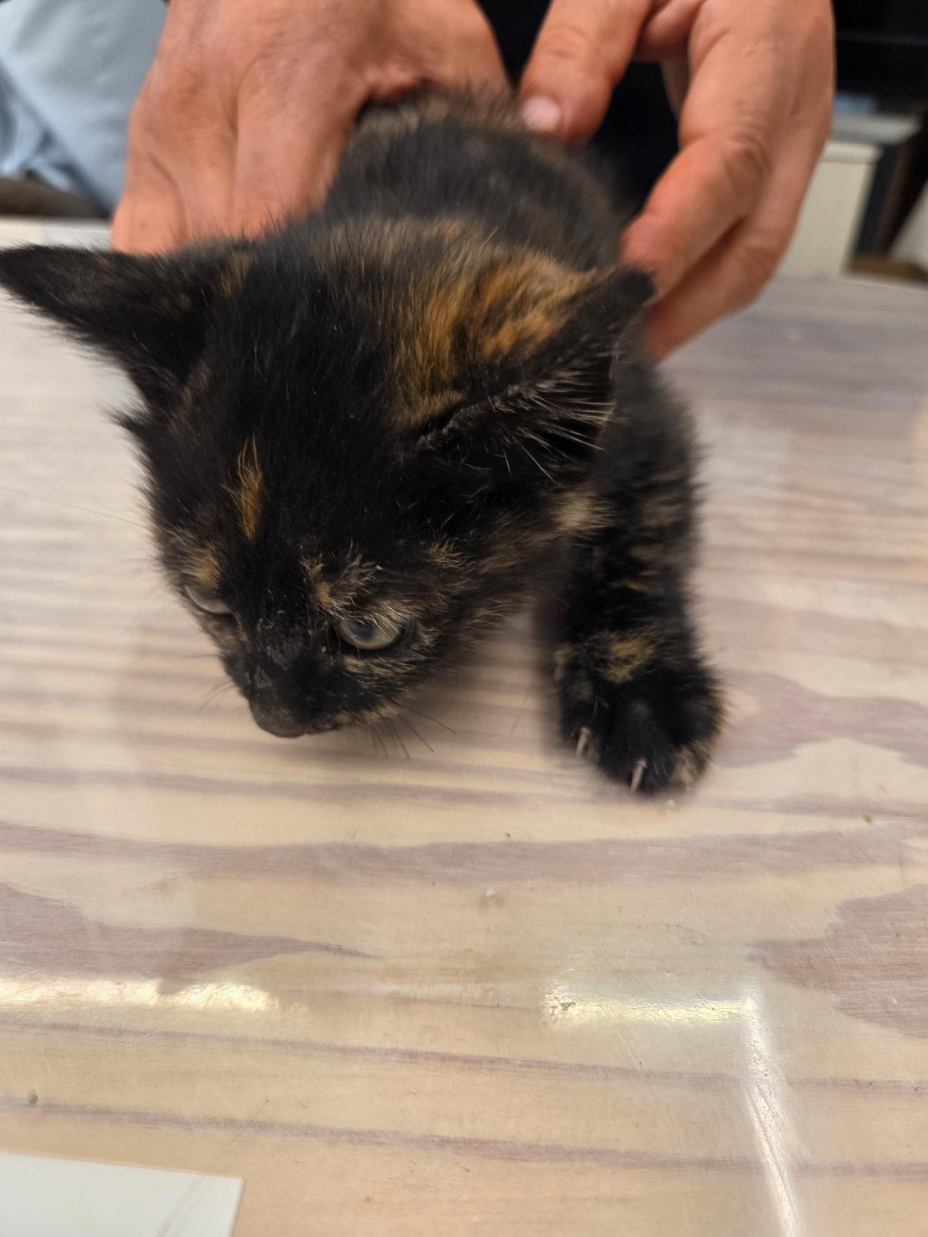 나주유기동물보호센터_446483202501885