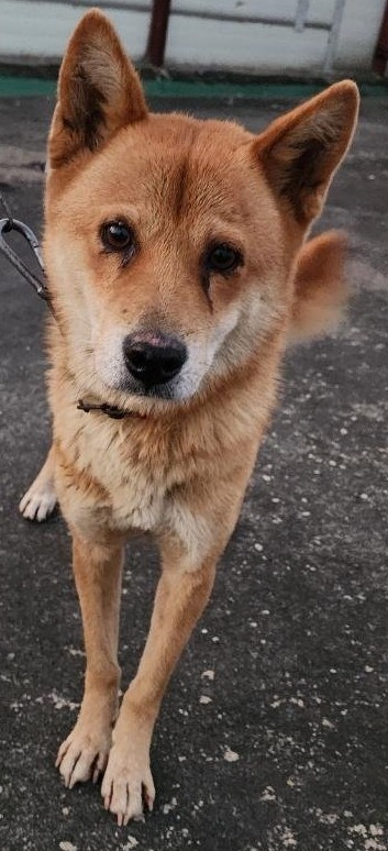 보호중 믹스견의 가…