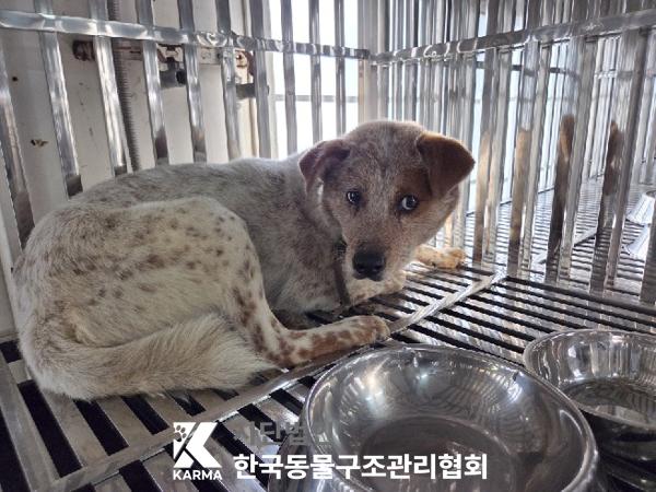 한국동물구조관리협회_441398202500568
