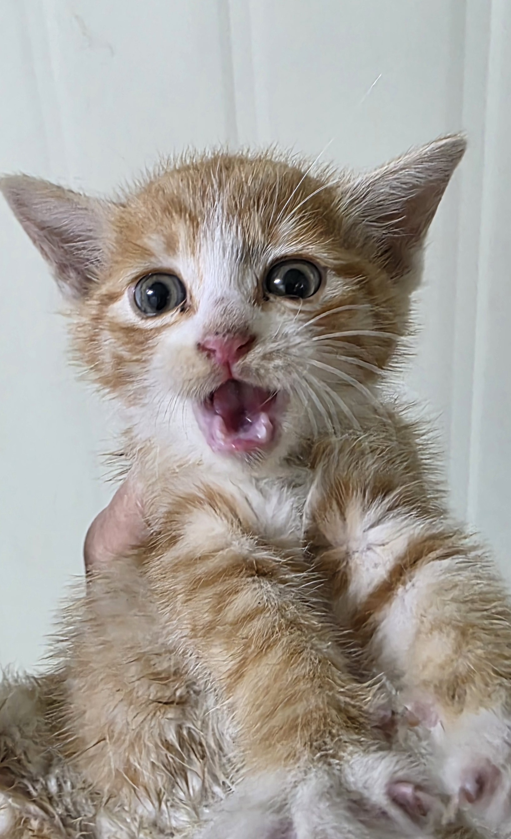 종료(자연사) 한국…