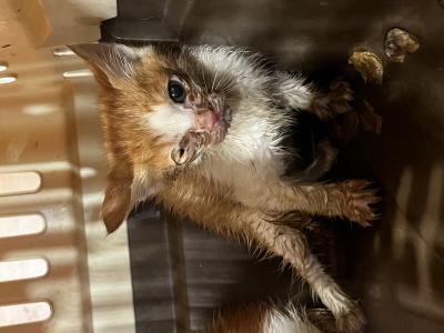 사단법인 동부_426340202500685