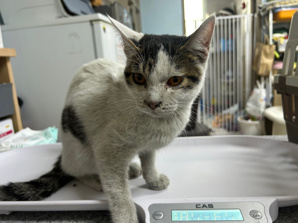 광주동물보호센터_429362202500879