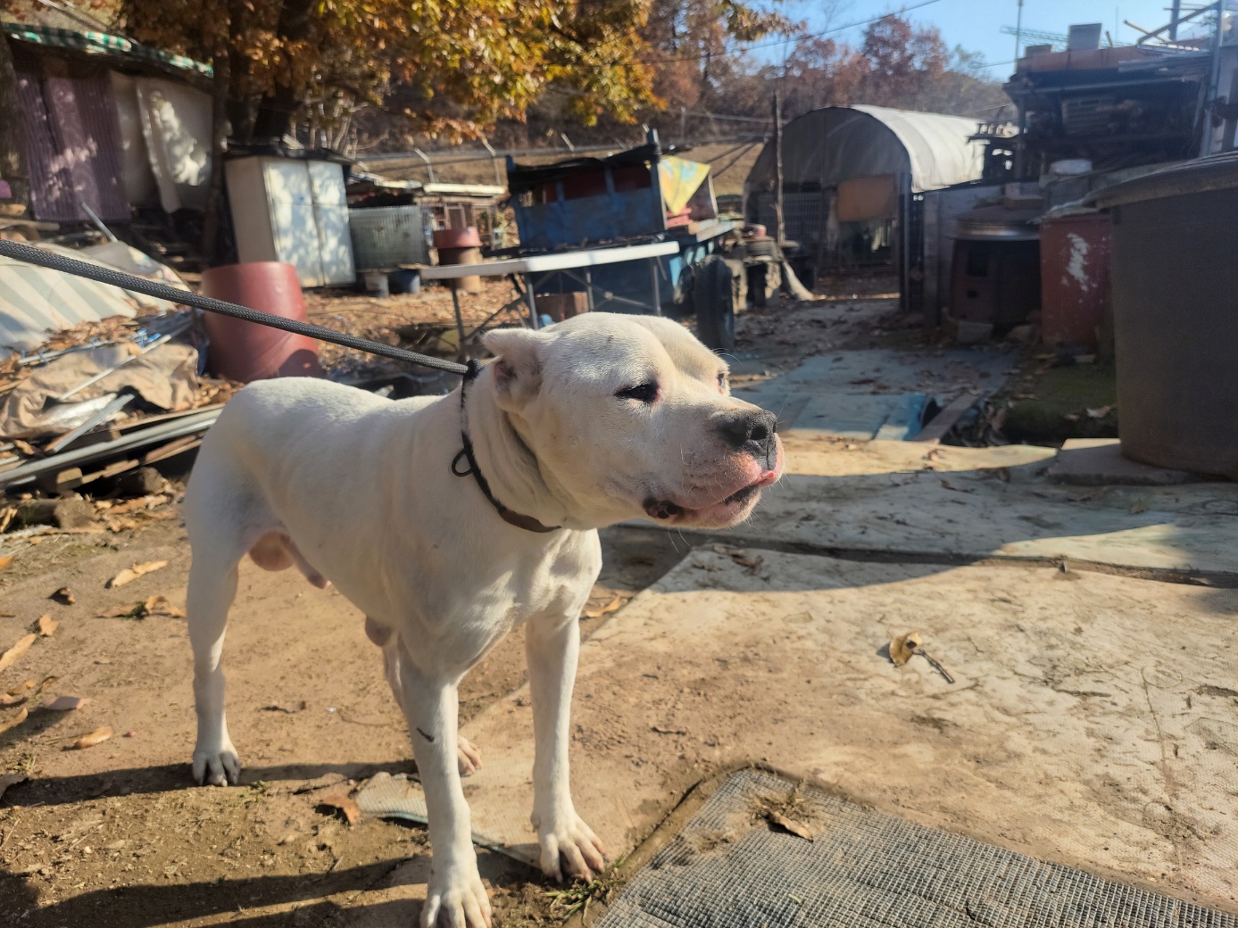 보호중 핏불테리어의…