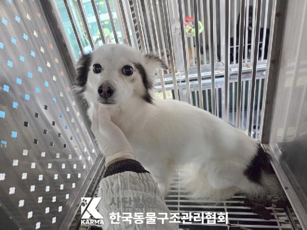 한국동물구조관리협회_411315202500589