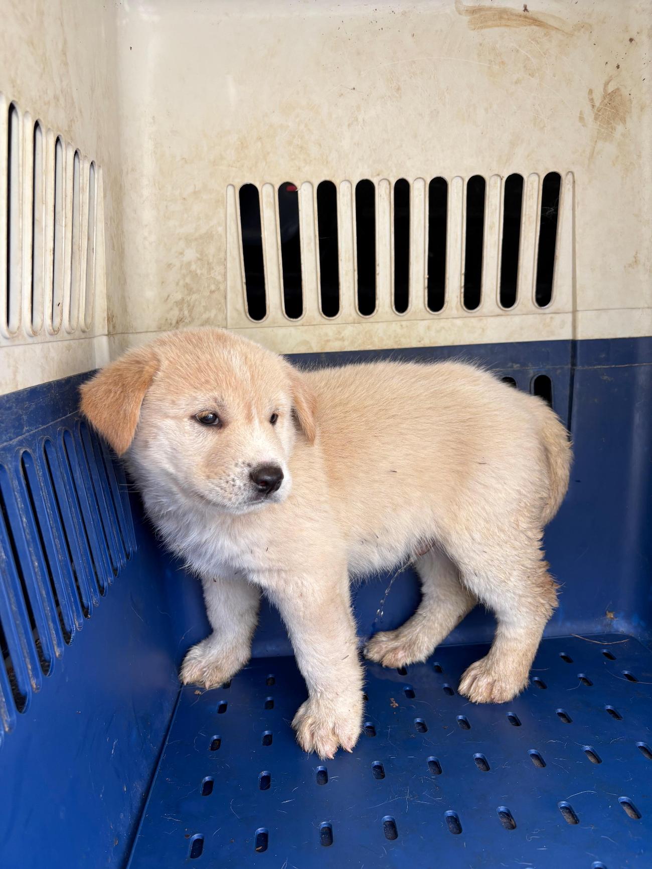 더나은동물병원_445478202500642