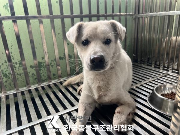한국동물구조관리협회_441409202501663