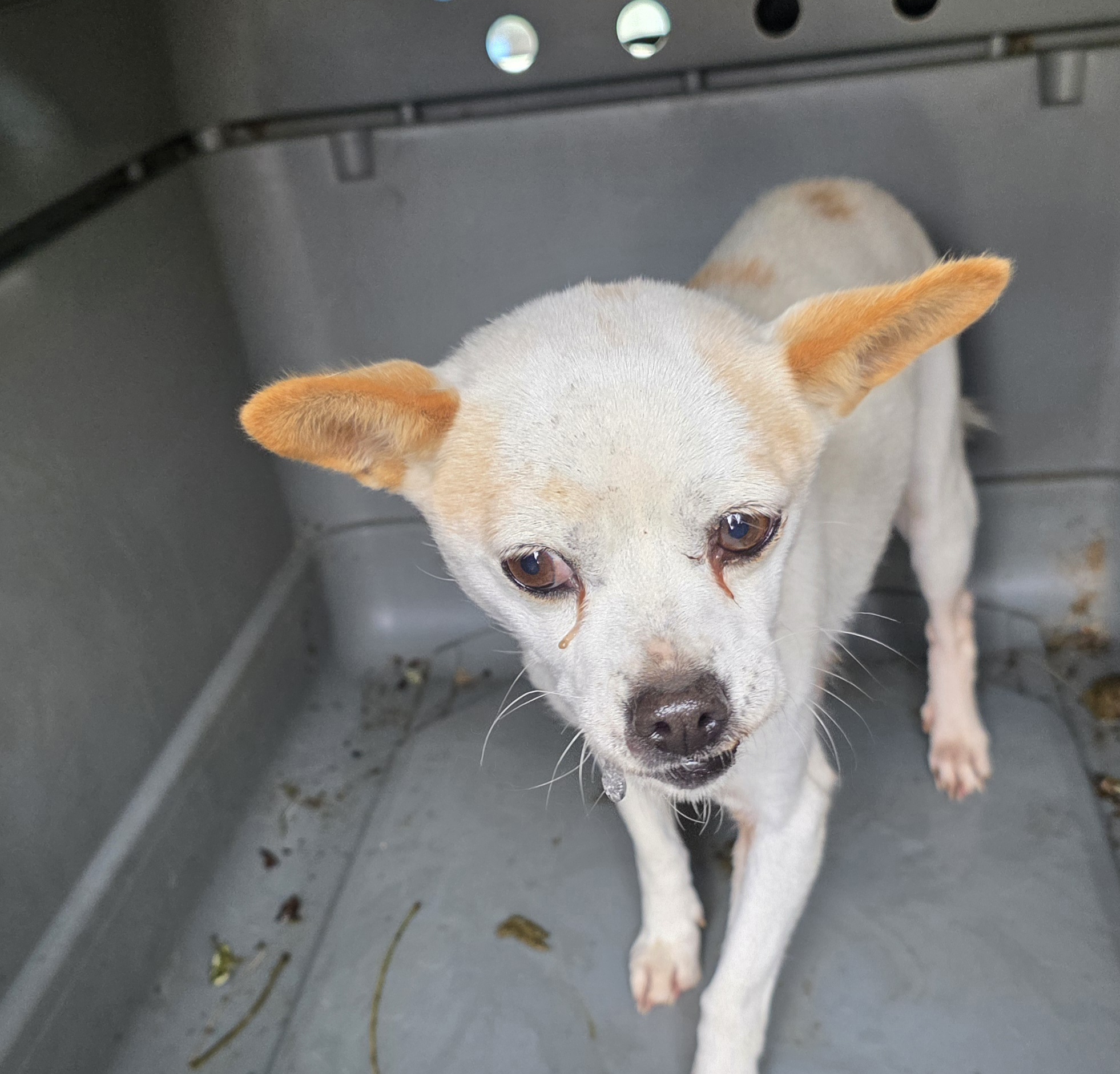 보호중 믹스견의 가…