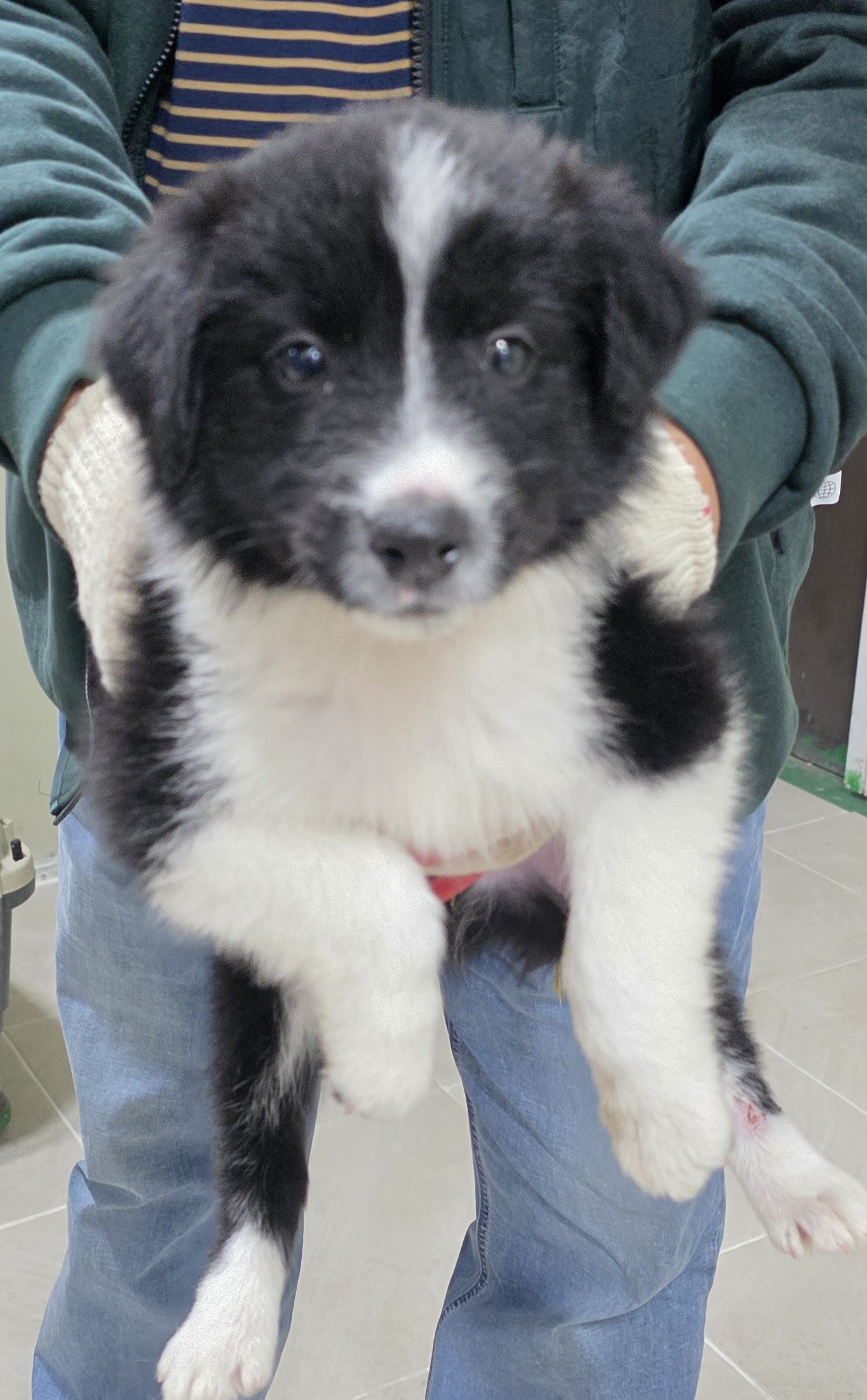 종료(입양) 믹스견…