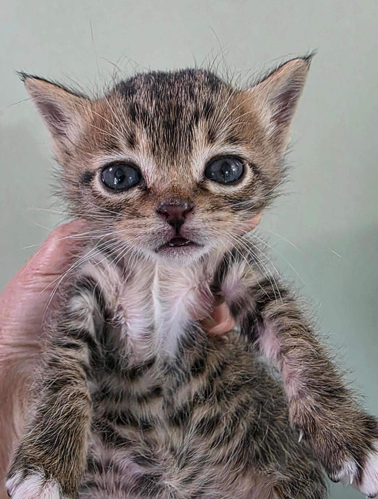 종료(입양) 한국 …