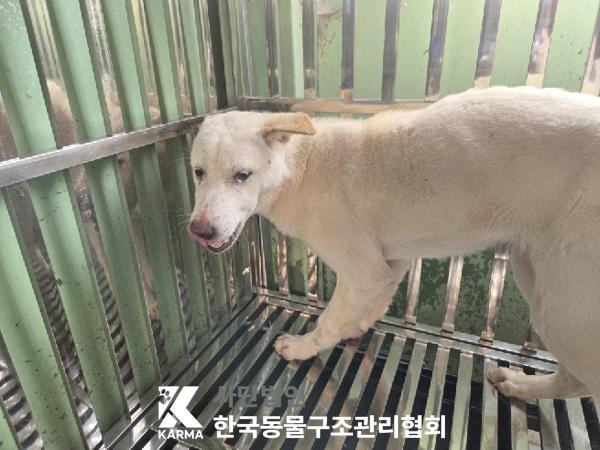 보호중 믹스견의 가…