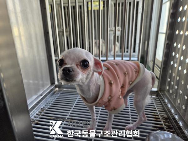 종료(반환) 말티즈…