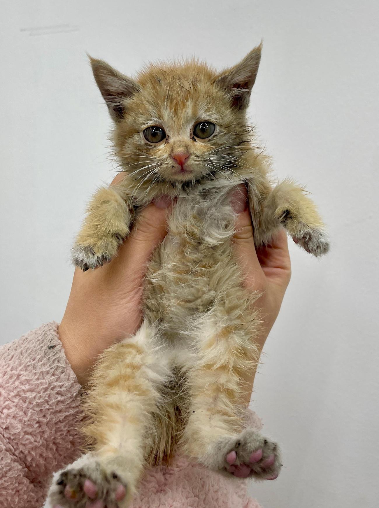 종료(입양) 한국 …