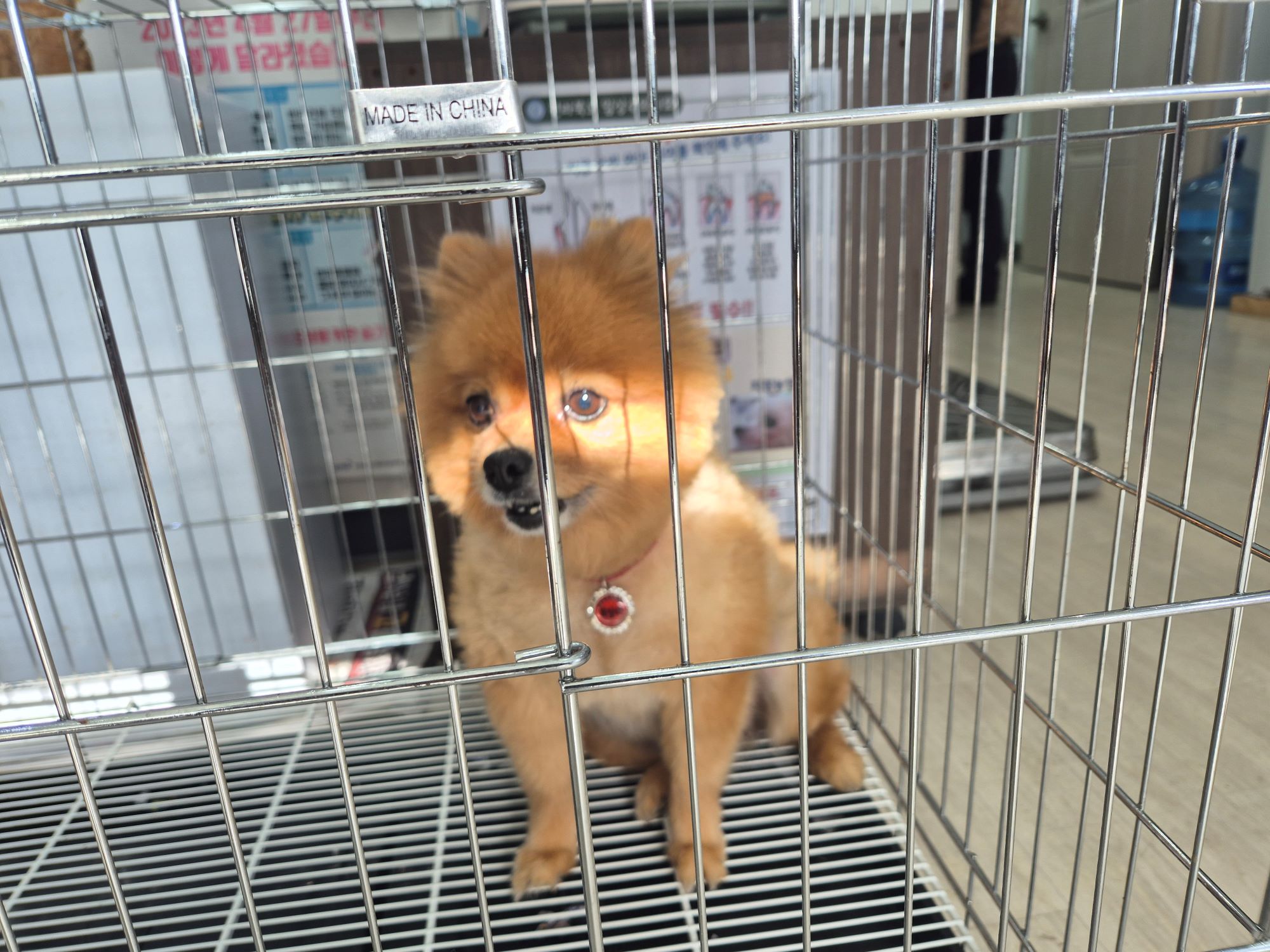 종료(반환) 포메라…