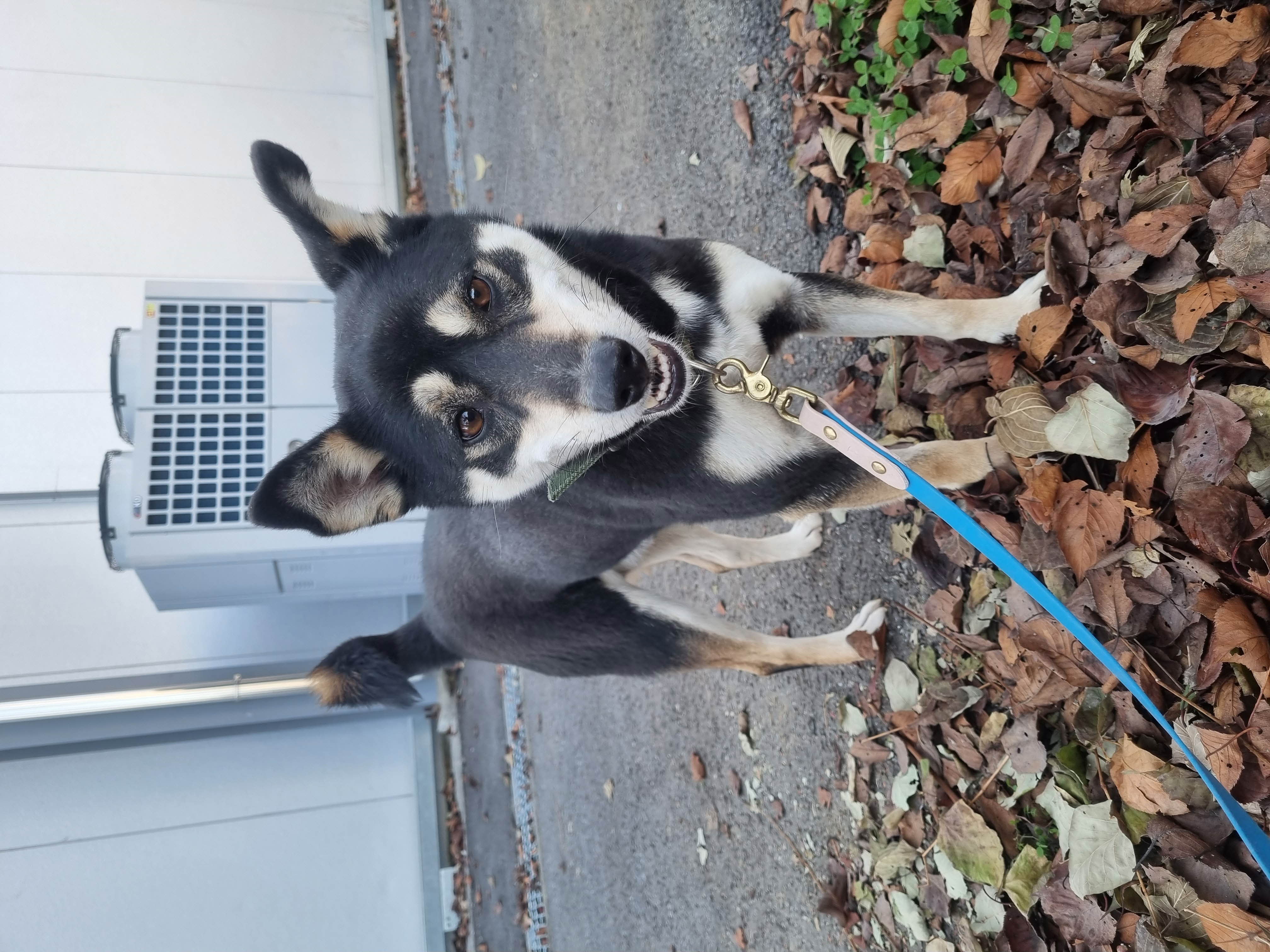 보호중 시바의 가족…