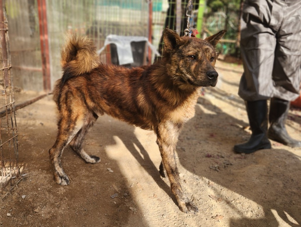 보호중 진도견의 가…